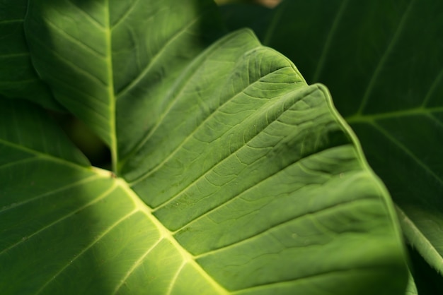 Foto ochtendzonlichtschaduwen in groen blad