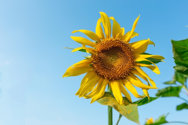 Ochtendzonnebloem tegen helder de close-upart. van het hemeldetail