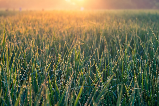 Ochtendzonneschijn op weelderige groene gebieden.