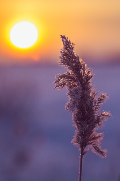 Ochtendzonsopgang met een twijg van riet