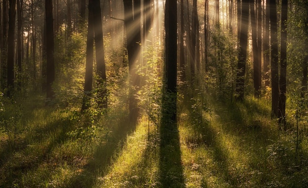 Ochtendzonstralen wekken de natuur