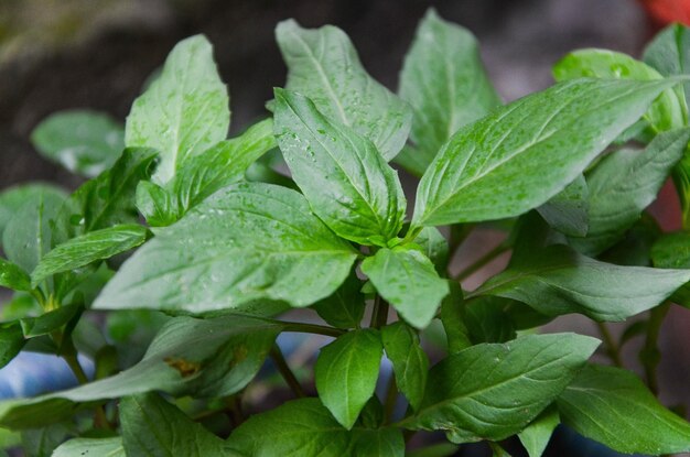 Ocimum basilicum in the farm.