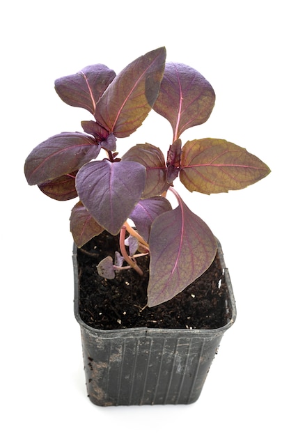 Ocimum basilicum Purpurascens on white wall