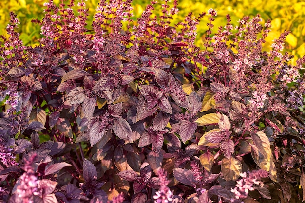 Ocimum Purple basil Red rubin basil Ocimum basilicum Lamiaceae family Free space for your text