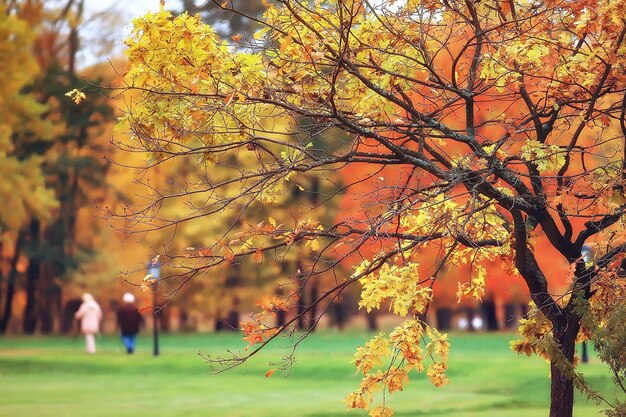 10月の風景/公園の秋、黄色の10月の木々、秋の風景の路地