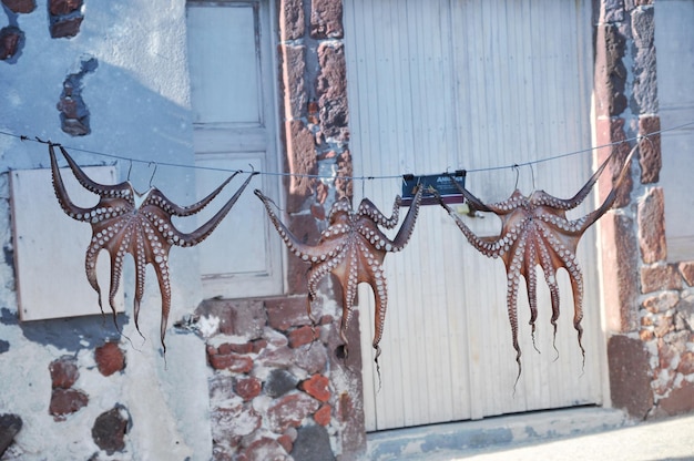 Foto octopus che si asciuga sul filo da bucato