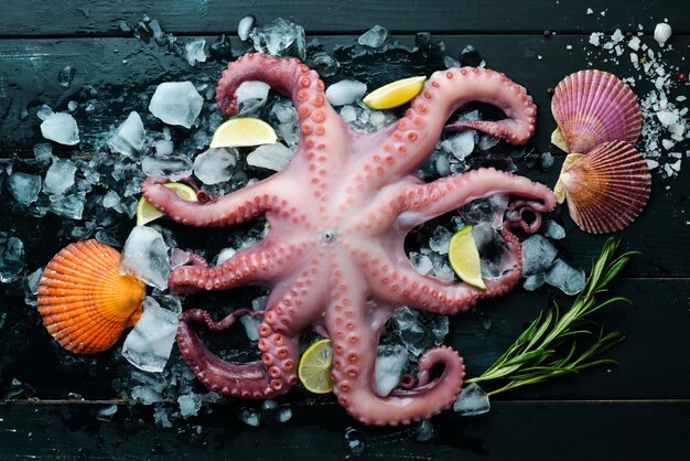 Octopus on the ice On a black stone background Top view Free copy space