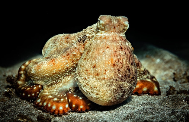 Octopus in de Rode Zee close-up, Marsa Alam, Egypte