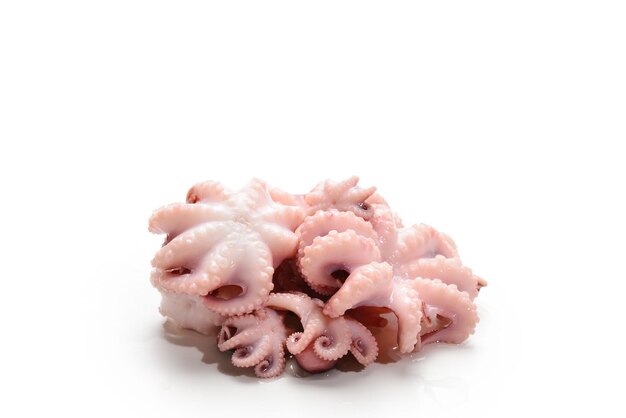 Octopus isolated on white background