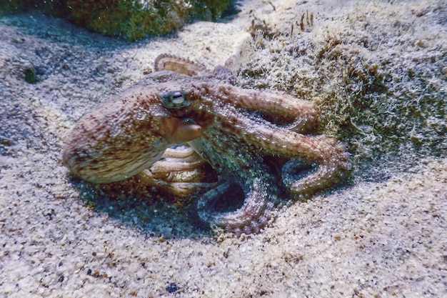 写真 熱帯のサンゴ礁のタコ