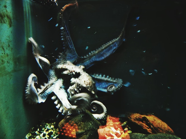 Photo octopus swimming in undersea