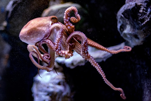 Photo octopus underwater close up portrait while hunting