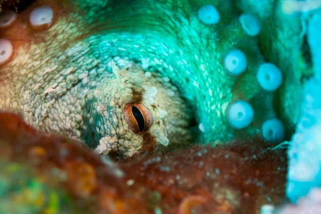 Foto octopus van pag in het adriatische zeereiland pag