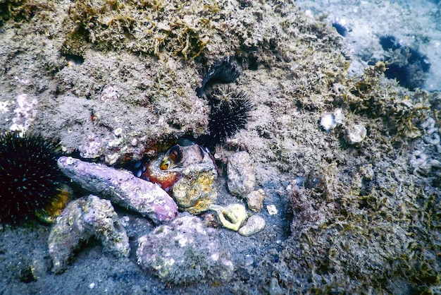 Octopus verbergen op rif, onderwaterleven in de zee