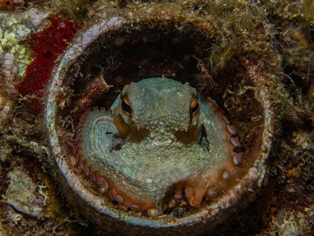 Фото octopus vulgaris (октопод обыкновенный)