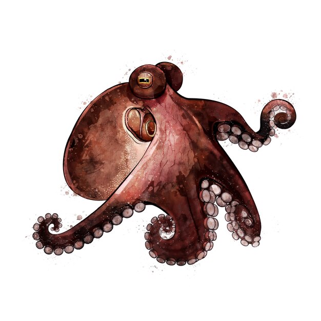 Octopus, watercolor isolated illustration of a sea animal.