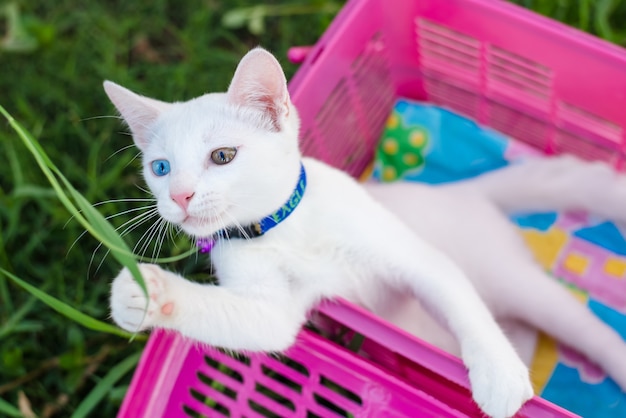 Photo odd-eyed kitten