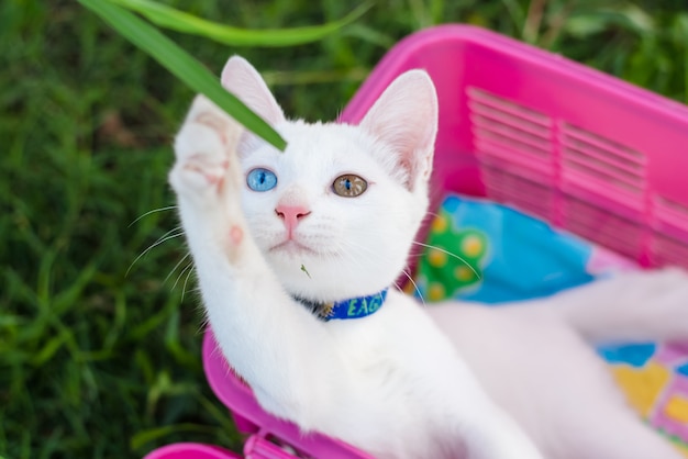 Photo odd-eyed kitten