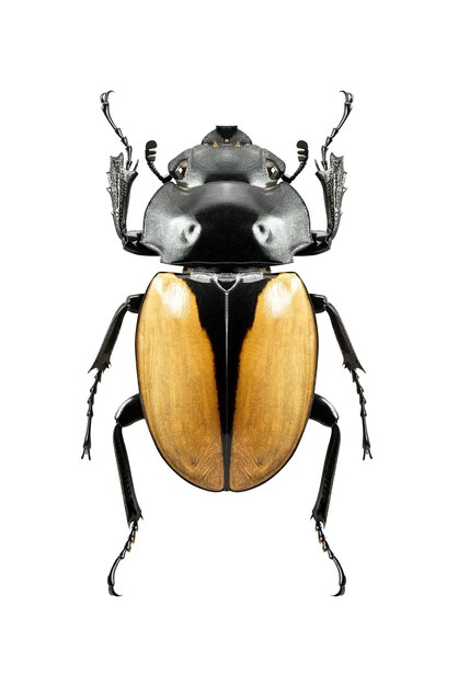 Foto odonotokabis mouboti insetto, maschio e femmina, isolato su sfondo bianco