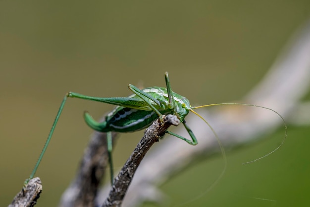 Odontura aspericauda, относящаяся к семейству фанероптеровых.