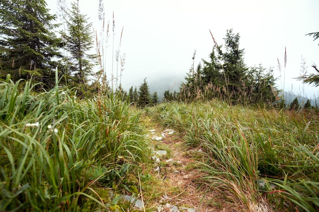 Oekraïens landschap bij de Karpaten