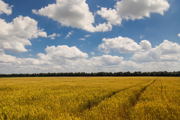 Oekraïens tarweveld op een achtergrond van blauwe lucht