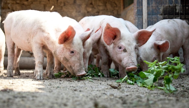 Oekraïense boerderijvarkens