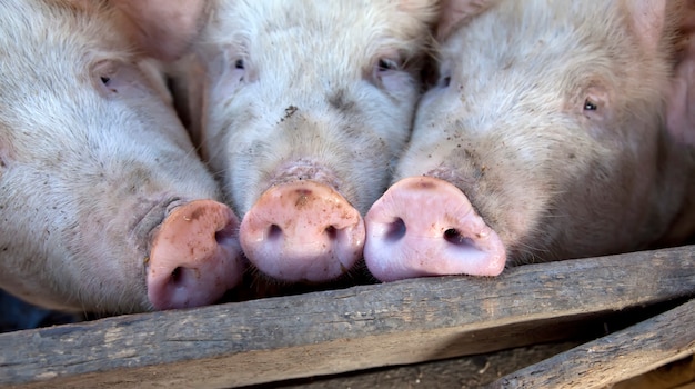 Oekraïense dorpsvarkens.