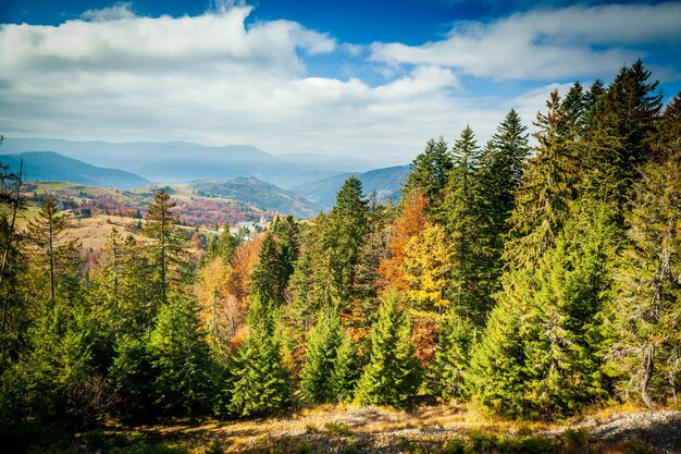 Oekraïne De pittoreske bomen zijn gekleed in prachtige kleuren De zonnestralen die door het herfstkleurige blad breken, schilderen alles met magisch licht Karpatisch herfstbos