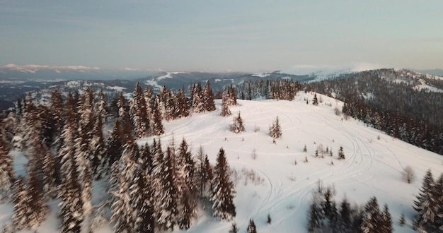 Oekraïne de prachtige Karpaten Bevroren dennenbos met sneeuw van bovenaf gezien met drone vogelperspectief abstracte fotografie van Karkonosze bos in de bergen