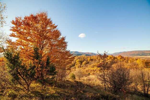 Oekraïne de prachtige Karpaten Geweldig berglandschap met kleurrijke levendige zonsondergang op de bewolkte hemel natuurlijke buiten reizen achtergrond Schoonheid wereld