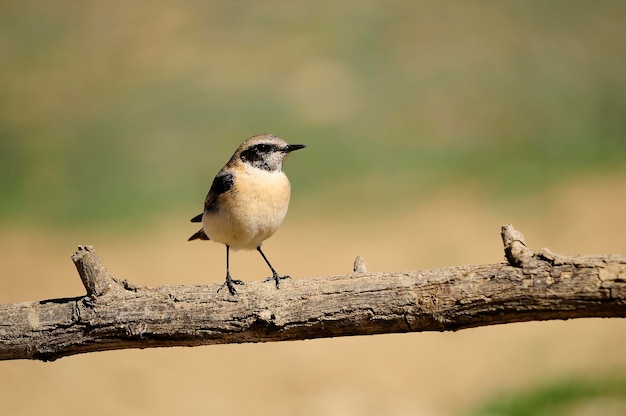 Oenanthe hispanica-La collalba rubia、es una especie de ave paseriforme、Muscicapidae