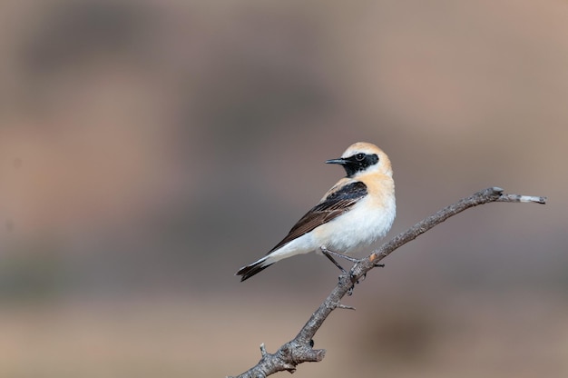 Oenanthe hispanica-La collalba rubia、es una especie de ave paseriforme、Muscicapidae