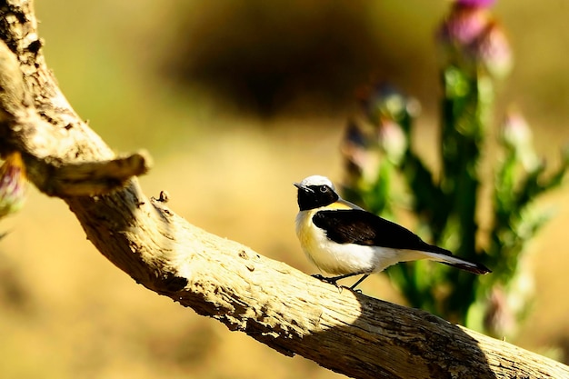 Oenanthe hispanica-La collalba rubia、es una especie de ave paseriforme、Muscicapidae