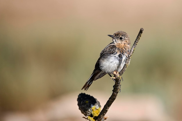 写真 oenanthe hispanica金髪のサバクヒタキは、ヒタキ科のスズメ目の鳥の一種です。