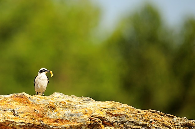 Oenanthe oenanthe - Tapuit is een soort van zangvogel in de Muscicapidae