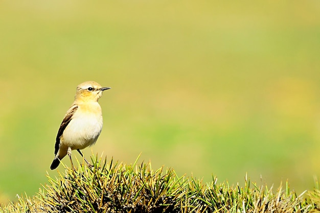 Oenanthe oenanthe - Wheatear는 Muscicapidae에 있는 passerine 새의 종입니다.