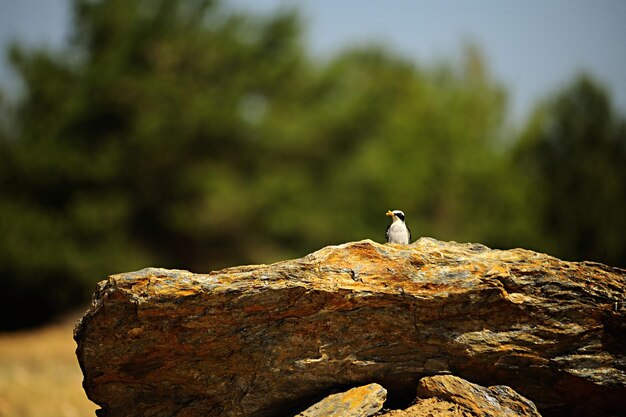 Oenanthe oenanthe - Wheatear는 Muscicapidae에 있는 passerine 새의 종입니다.