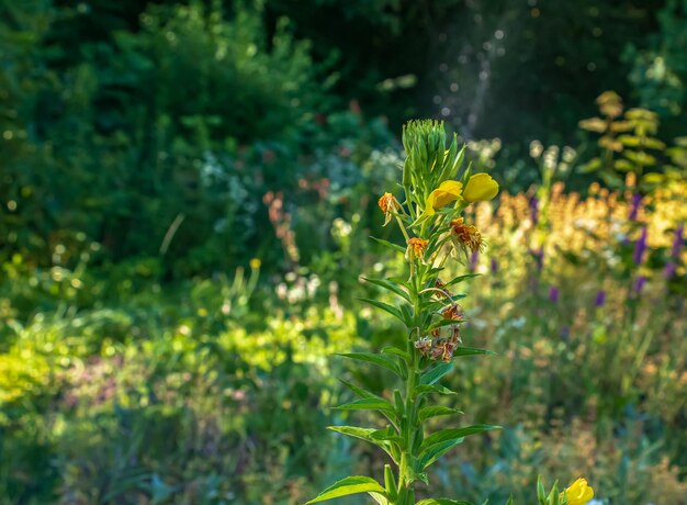 Photo oenothera biennis blooms in july oenothera biennis the common eveningprimrose