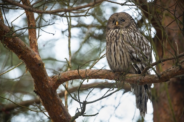 Oeral uil zittend op een boom in het bos in de natuur