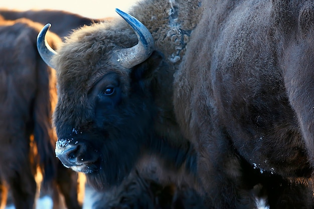 Oerosbizon in de natuur / winterseizoen, bizon in een besneeuwd veld, een grote stierbufalo