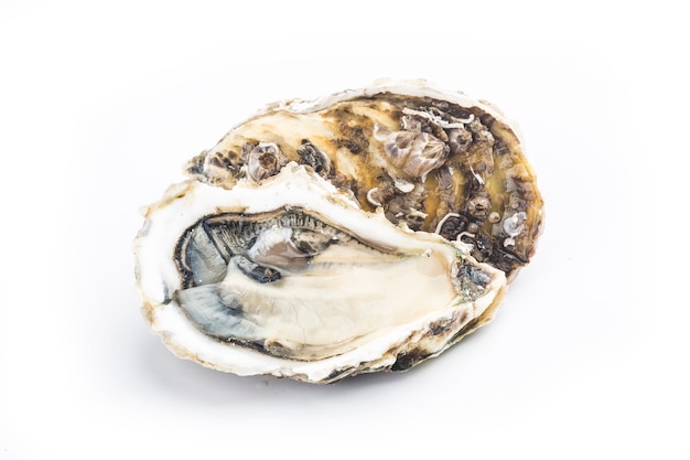 Oesters geïsoleerd op een witte muur