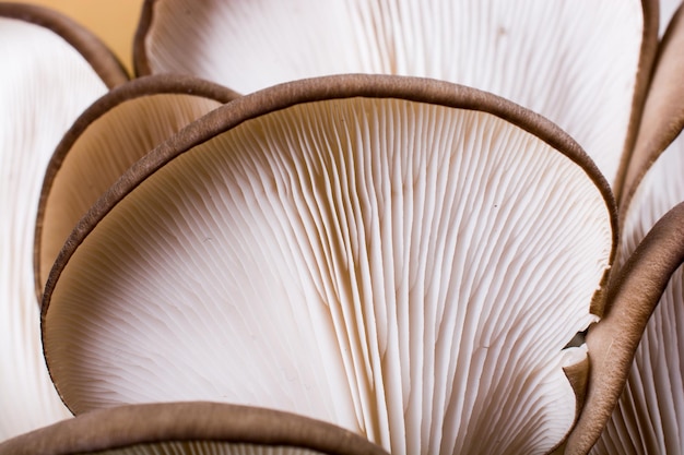 Oesterzwam of Pleurotus ostreatus-paddenstoel