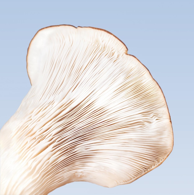 Foto oesterzwam pleurotus kieuwen close-up