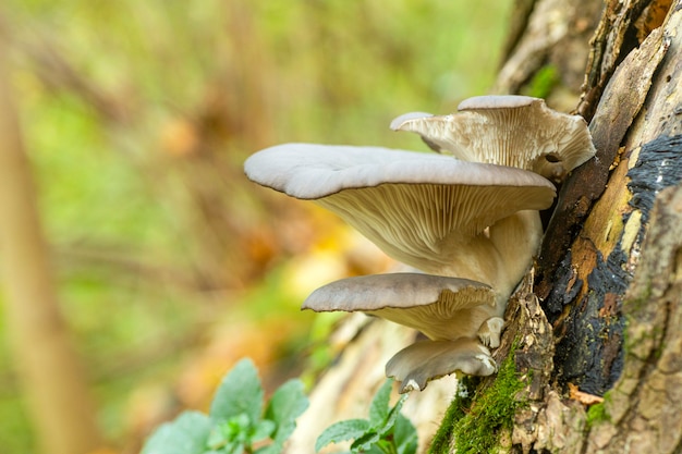 Oesterzwammen groeien in het bos