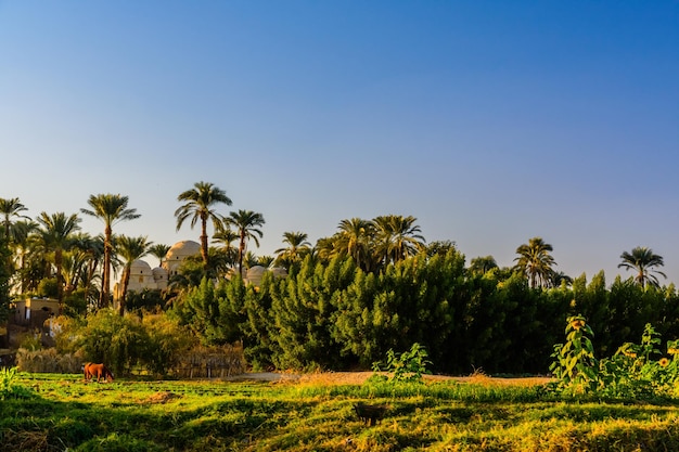 Oever van de rivier de Nijl in Luxor, Egypte