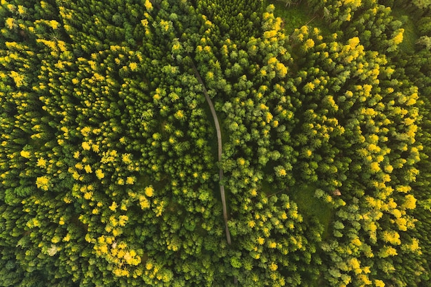 Offroad trail through green forest in Austria