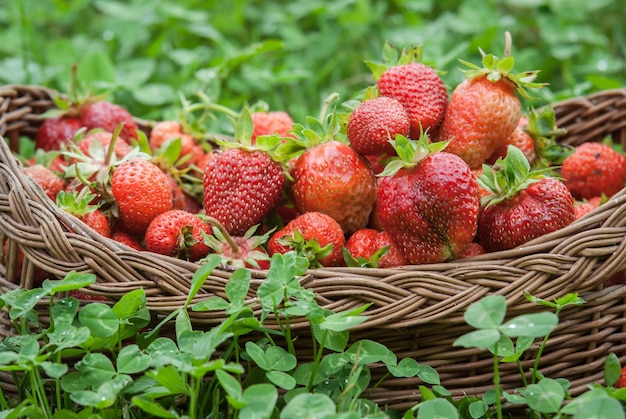 Ogranic homemade strawberry