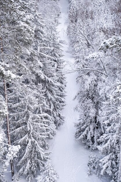 Ogre nationaal park Groene bergen Pad door het besneeuwde bos