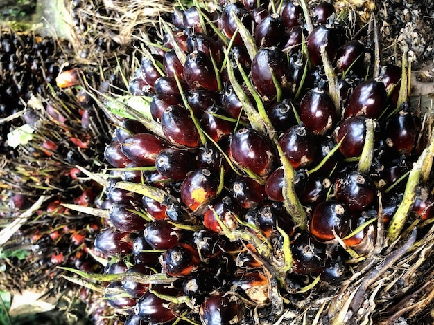 Oil palm fruit  in the Borneo Plantation